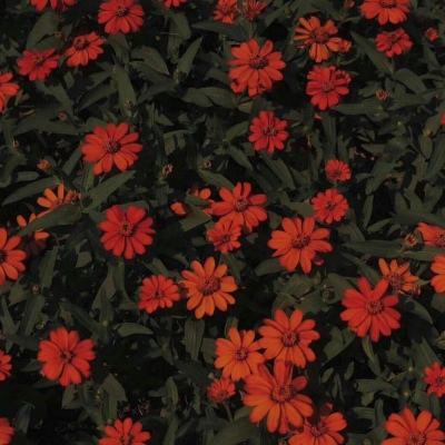 天天中彩票app下载